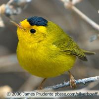 Wilson's Warbler