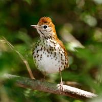 Wood Thrush