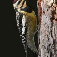 Yellow-bellied Sapsucker