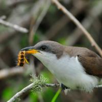 Yellow-billed Cuckoo with caterpillar