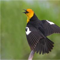 Yellow-headed Blackbird