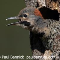 Yellow-shafted Flicker baby