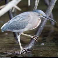 Striated Heron