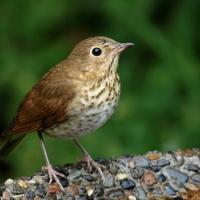 Swainson's Thrush