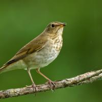 Swainson's Thrush