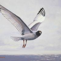 Swallow-tailed Gull painting