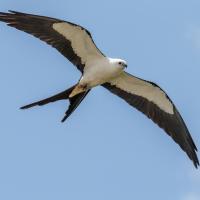 Swallow-tailed Kite