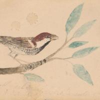 Sketch of a sparrow by a young Theodore Roosevelt