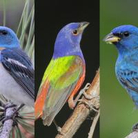 Photo showing an Indigo Bunting, a Lazuli Bunting, and a Painted Bunting