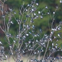 Tree Swallows roosting in trees