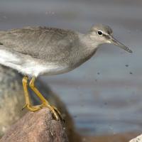 Wandering Tattler