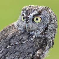 Western Screech-Owl