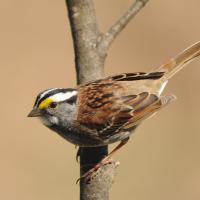 White-throated Sparrow