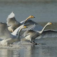 Whooper Swans