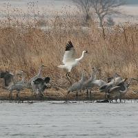 Whooping Crane with Sandhill Cranes on the Platte River