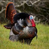 Wild Turkey