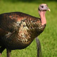 Wild Turkey