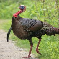 Male Wild Turkey