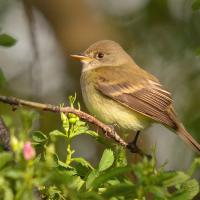 Willow Flycatcher