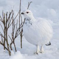 Willow Ptarmigan in snow