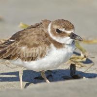 Wilson's Plover