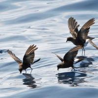 Wilson's Storm Petrel flock