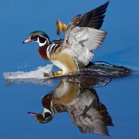 Wood Duck