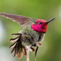 Anna's Hummingbird