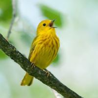 Yellow Warbler singing on a branch