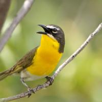 Yellow-breasted Chat