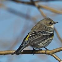 Yellow-rumped Warbler