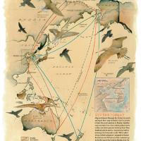 Yellow Sea migration map