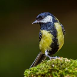 A Great Tit facing the camera, head turned to its right, with yellow breast and large vertical black stripe up the center and around the throat.