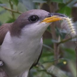 Yellow-billed Cuckoo with tent caterpillar in its beak